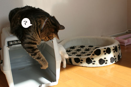 子猫の方が上手。_d0355333_17025880.jpg