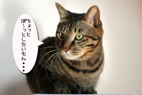 子猫の方が上手。_d0355333_17025893.jpg