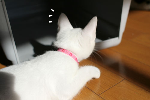 子猫の方が上手。_d0355333_17025898.jpg
