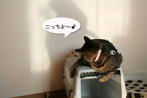子猫の方が上手。_d0355333_17025936.jpg