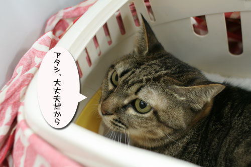 供血終了!_d0355333_17030003.jpg