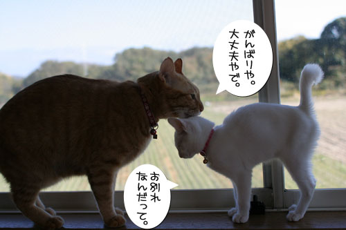 祝★あきほちゃん卒業★_d0355333_17030657.jpg