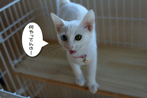 祝★あきほちゃん卒業★_d0355333_17030687.jpg