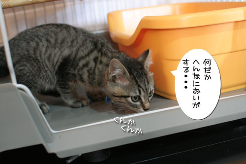 祝★あきほちゃん卒業★_d0355333_17030756.jpg