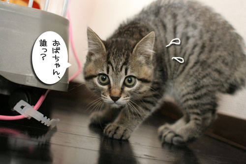 祝★あきほちゃん卒業★_d0355333_17030769.jpg