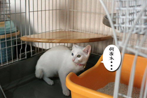 祝★あきほちゃん卒業★_d0355333_17030812.jpg