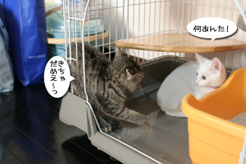 祝★あきほちゃん卒業★_d0355333_17030850.jpg