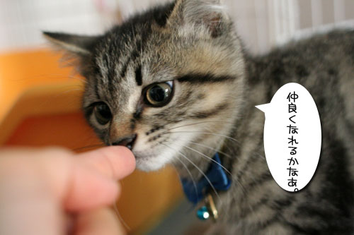 祝★あきほちゃん卒業★_d0355333_17030855.jpg