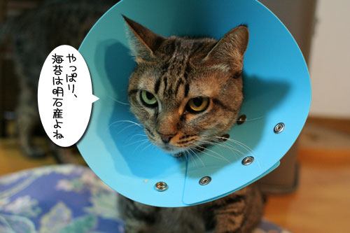 元気が一番_d0355333_17031143.jpg
