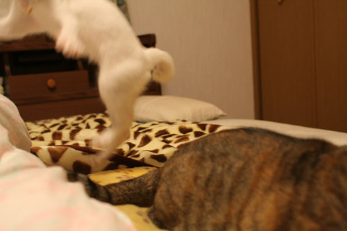 ボツにするには惜しい_d0355333_17031232.jpg