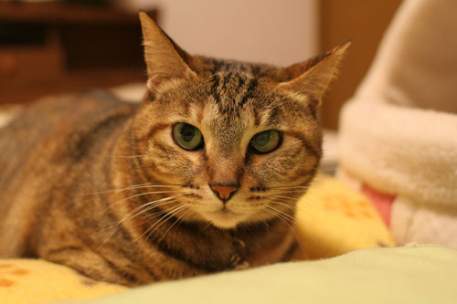 飛行猫あきほ_d0355333_17031554.jpg