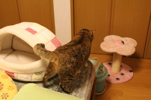 飛行猫あきほ_d0355333_17031569.jpg