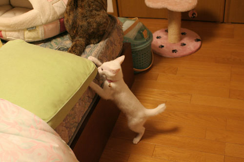 飛行猫あきほ_d0355333_17031571.jpg