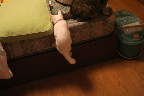 飛行猫あきほ_d0355333_17031672.jpg