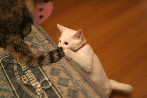 飛行猫あきほ_d0355333_17031695.jpg