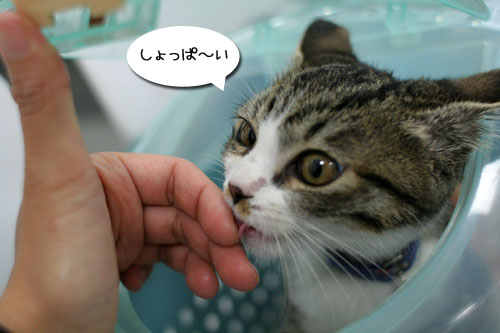 好かれる子猫_d0355333_17031801.jpg