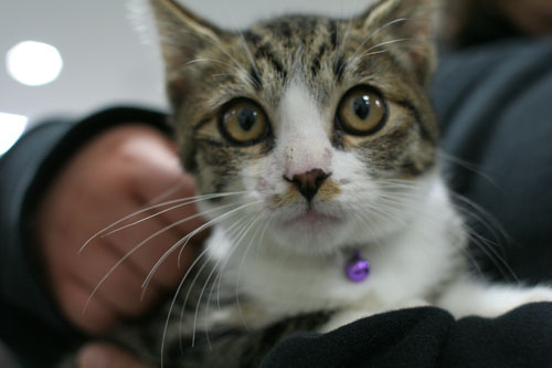 好かれる子猫_d0355333_17031842.jpg