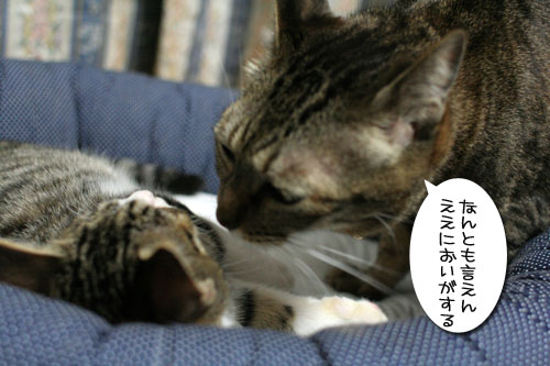 好かれる子猫_d0355333_17031935.jpg