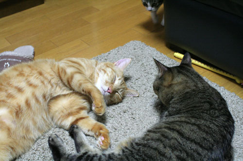 好かれる子猫_d0355333_17031943.jpg