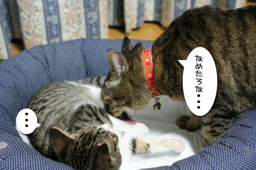 好かれる子猫_d0355333_17031971.jpg