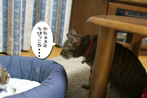 好かれる子猫_d0355333_17031994.jpg