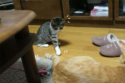 好かれる子猫_d0355333_17031999.jpg