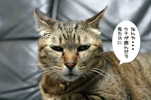 好かれる子猫_d0355333_17032001.jpg