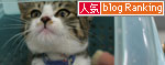欠席届_d0355333_17032072.jpg