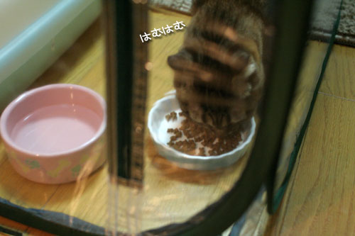 復活の狼煙を上げよ!_d0355333_17033615.jpg