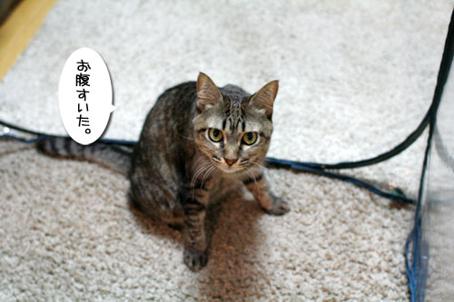 復活の狼煙を上げよ!_d0355333_17033619.jpg