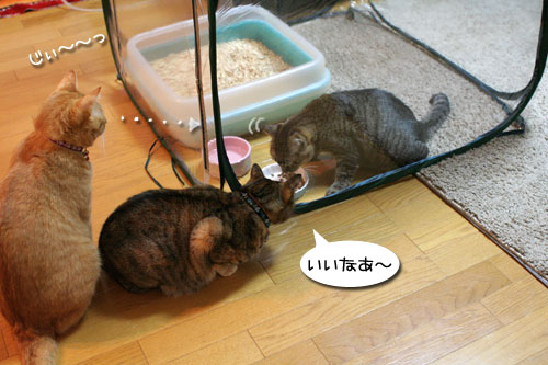 復活の狼煙を上げよ!_d0355333_17033731.jpg