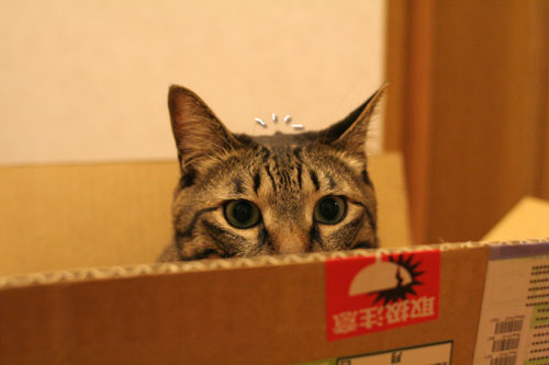 アンテナぴ~ん!_d0355333_17035481.jpg