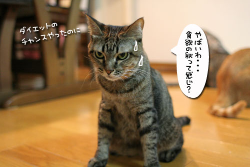 アンテナぴ~ん!_d0355333_17035557.jpg