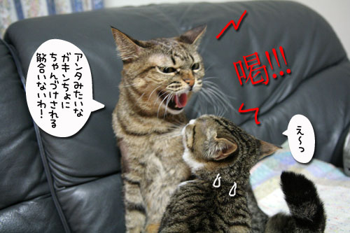 猫の世界も礼儀正しく?_d0355333_17040266.jpg