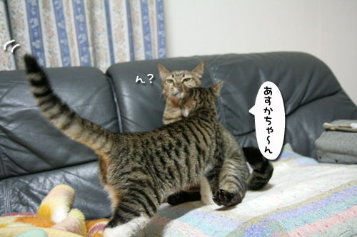 猫の世界も礼儀正しく?_d0355333_17040283.jpg