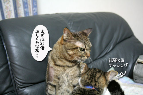 猫の世界も礼儀正しく?_d0355333_17040326.jpg