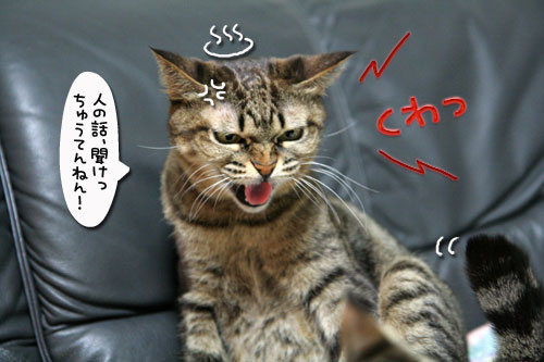 猫の世界も礼儀正しく?_d0355333_17040332.jpg