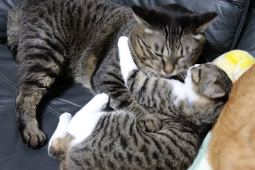 永遠の子猫とらちゃん_d0355333_17040841.jpg