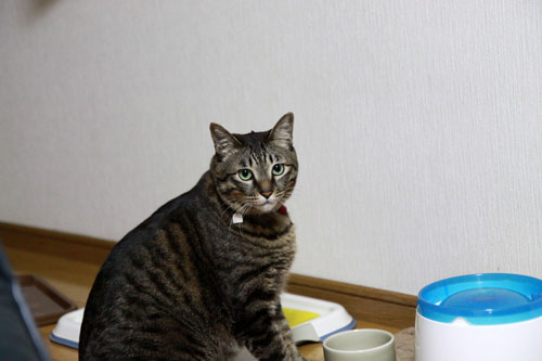 永遠の子猫とらちゃん_d0355333_17040891.jpg