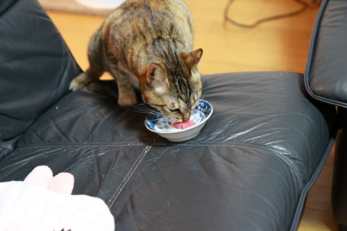 とらちゃんは虹の橋へ_d0355333_17041114.jpg