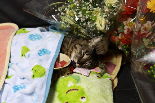 とらちゃんは虹の橋へ_d0355333_17041125.jpg