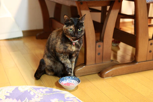 とらちゃんは虹の橋へ_d0355333_17041168.jpg