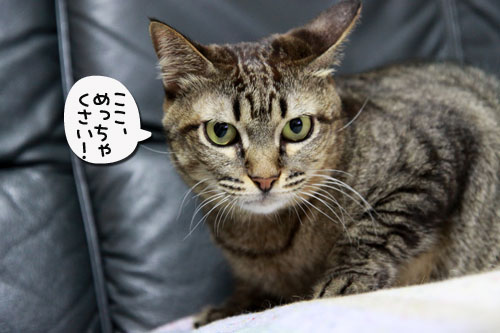 とらちゃんの置き土産_d0355333_17041830.jpg