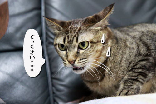 とらちゃんの置き土産_d0355333_17041889.jpg