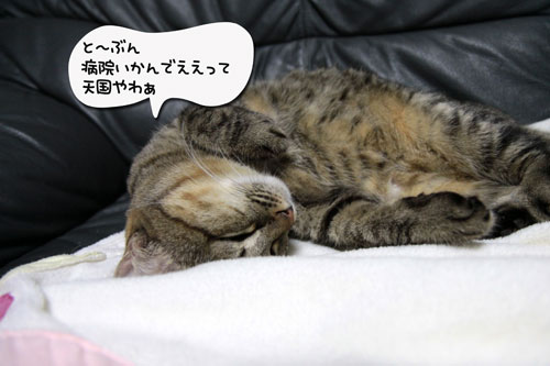 全快とはいかないけれど_d0355333_17042285.jpg