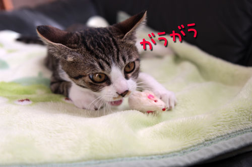 これだけは渡さへん★奈良県で供血のお願い_d0355333_17042952.jpg