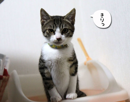 これだけは渡さへん★奈良県で供血のお願い_d0355333_17043013.jpg
