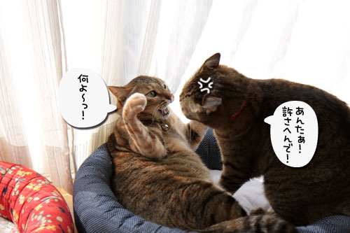 食いもんの恨みは_d0355333_17043624.jpg