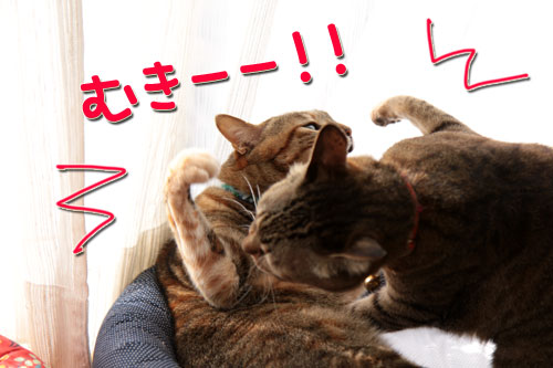 食いもんの恨みは_d0355333_17043883.jpg