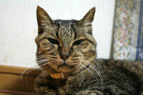 怒涛の2008年_d0355333_17044439.jpg